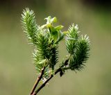 Salix myrsinifolia. Побеги с соплодиями. Московская обл., Раменский р-н, окр. дер. Хрипань, окраина поля у ж/д платформы. 08.05.2011.