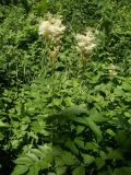 Filipendula ulmaria ssp. denudata