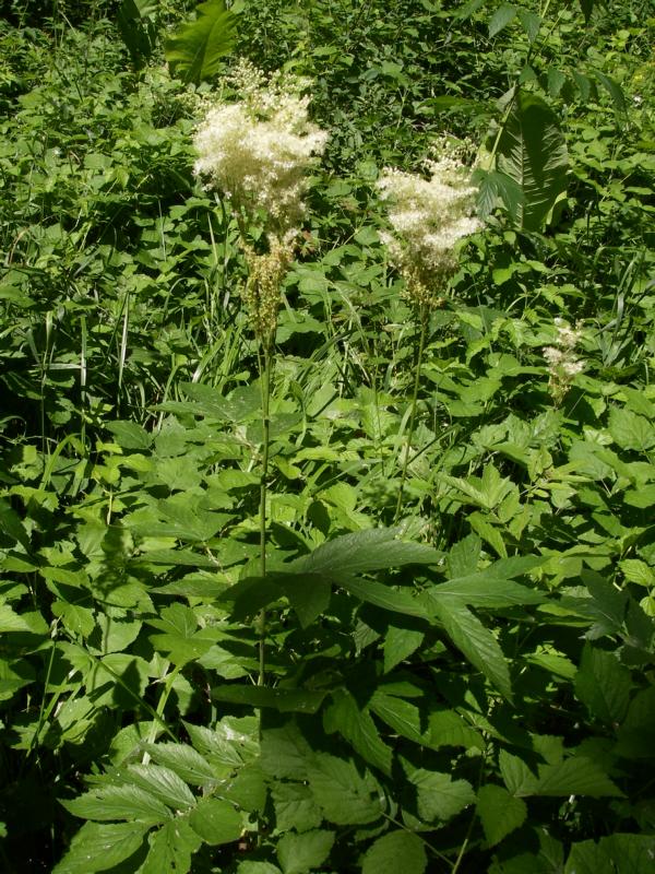 Image of Filipendula ulmaria ssp. denudata specimen.