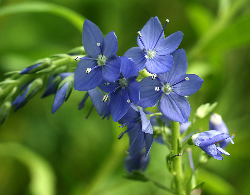 Image of Veronica teucrium specimen.