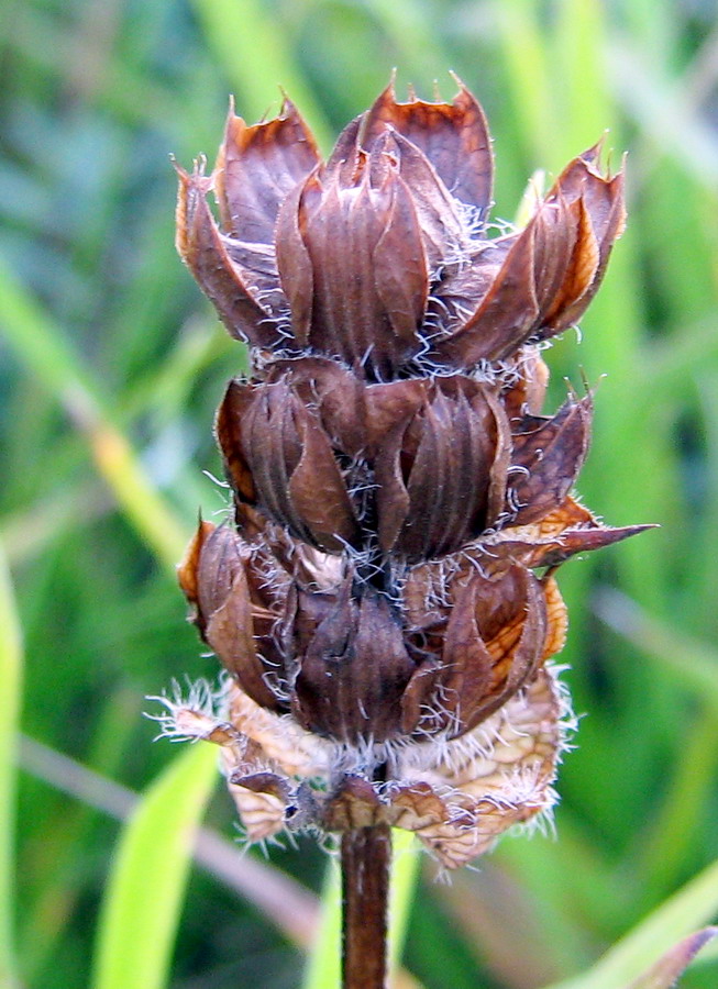 Image of Prunella grandiflora specimen.