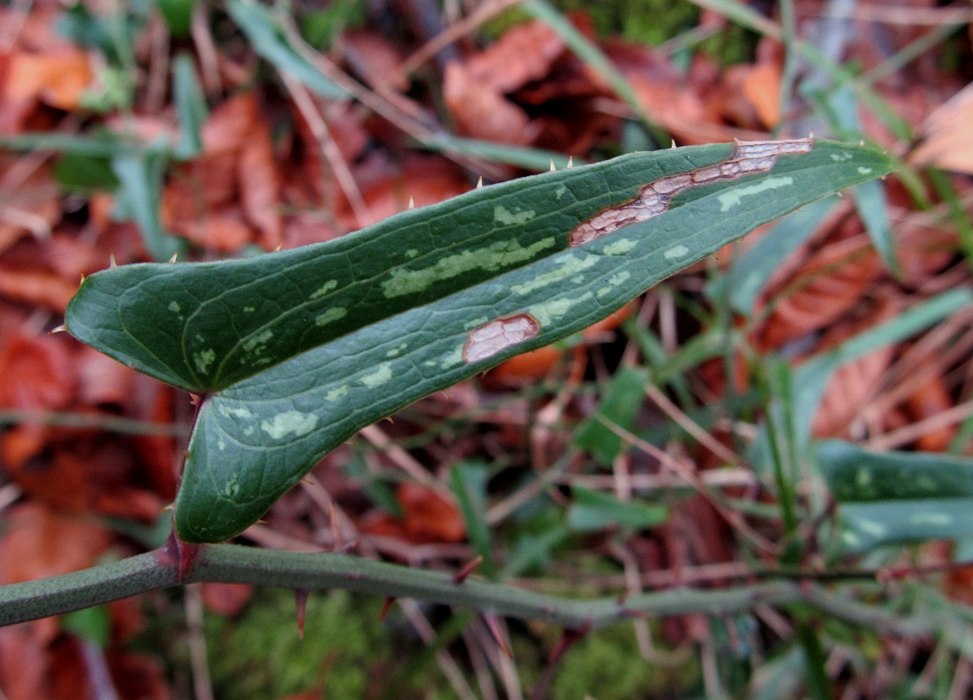 Image of Smilax aspera specimen.