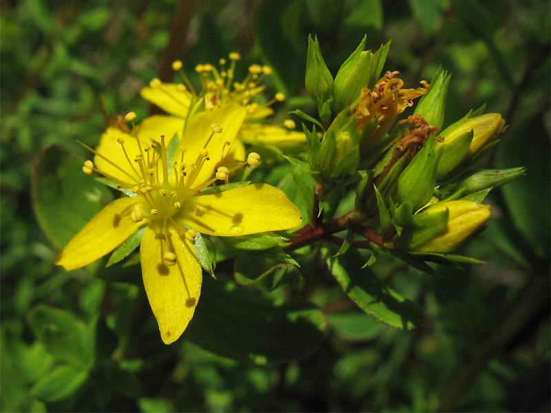 Изображение особи Hypericum tetrapterum.