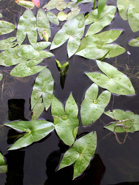 Image of Sagittaria sagittifolia specimen.