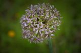 Allium tel-avivense