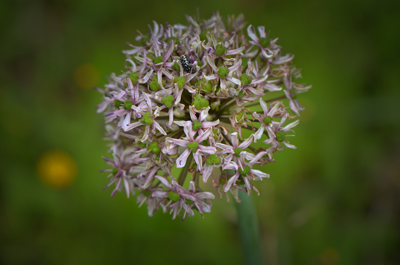 Image of Allium tel-avivense specimen.