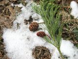 Sequoiadendron giganteum. Вызревшие шишки и веточка с микростробилами, сбитые ветром. Крым, окрестности Ялты. 28 января 2012 г.