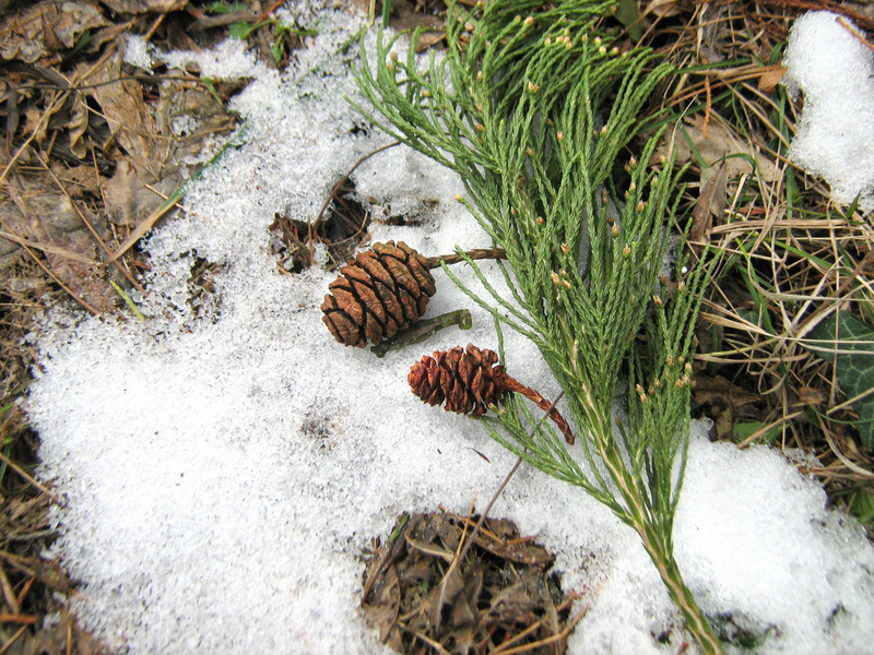 Image of Sequoiadendron giganteum specimen.