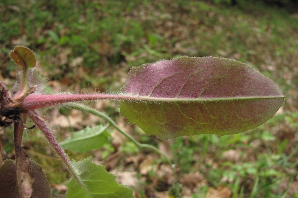 Image of Hieracium gentile specimen.