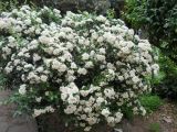 род Pyracantha. Цветущее растение. Крым, Ялта, в культуре. 20 мая 2012 г.