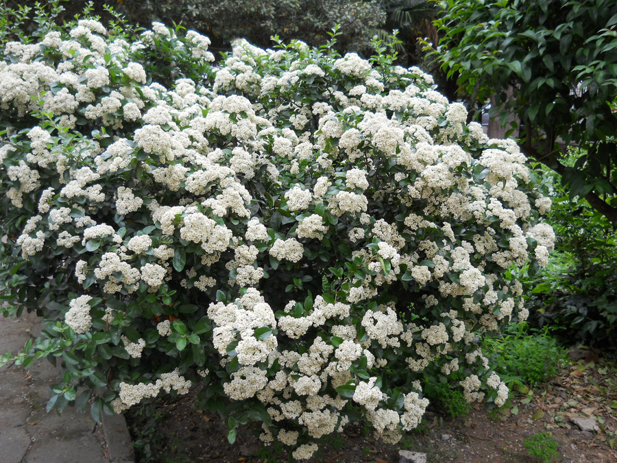 Image of genus Pyracantha specimen.