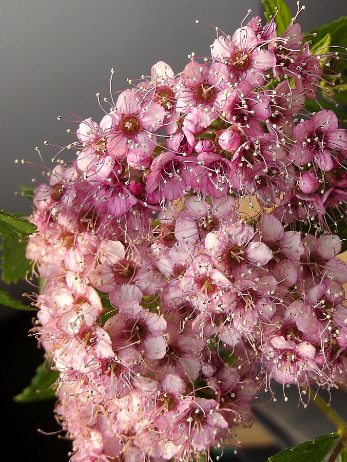 Image of Spiraea japonica specimen.