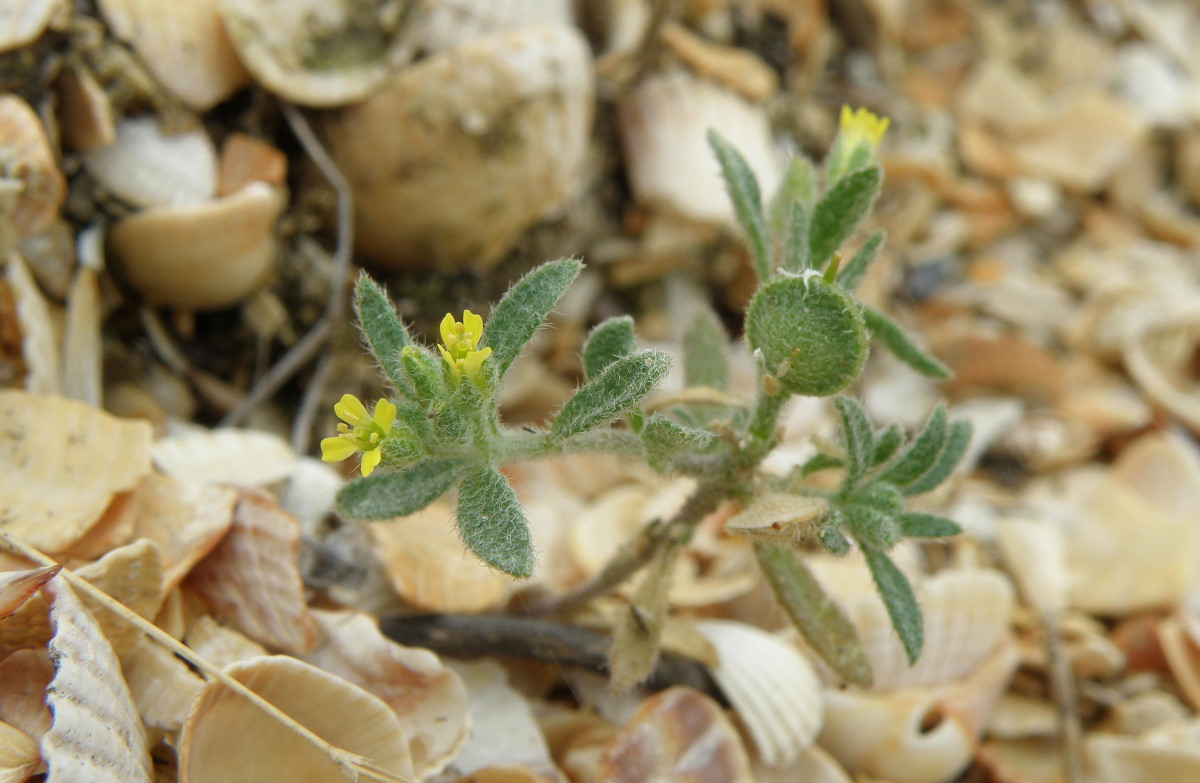 Image of Alyssum simplex specimen.