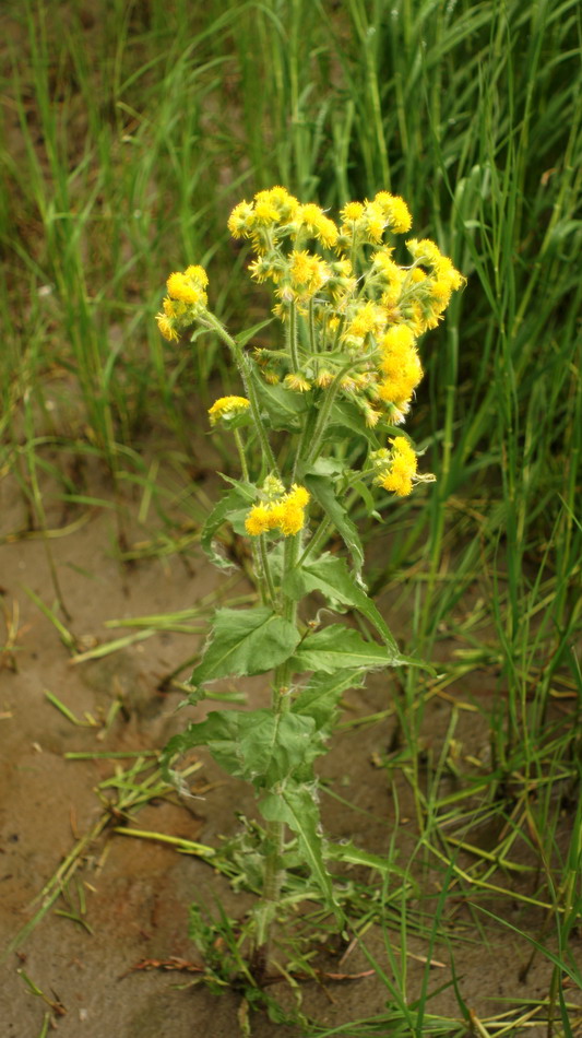 Изображение особи Tephroseris palustris.