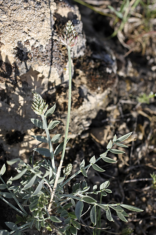 Image of genus Astragalus specimen.