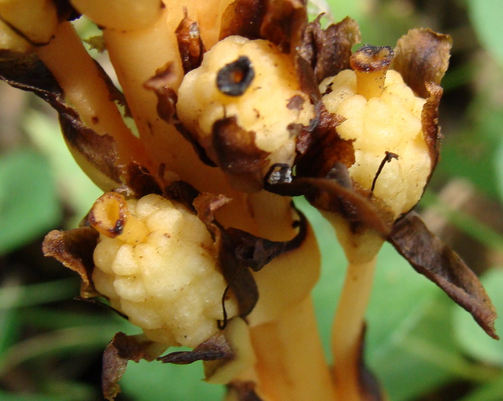 Image of Hypopitys monotropa specimen.