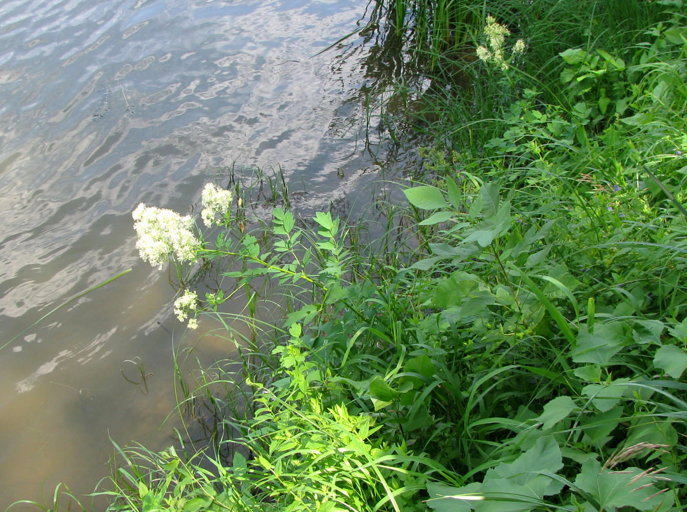 Изображение особи Thalictrum flavum.