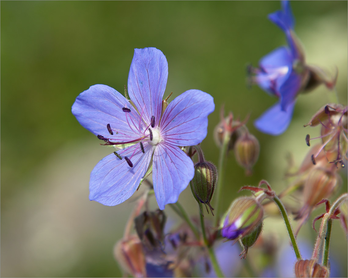 Image of Geranium pratense specimen.