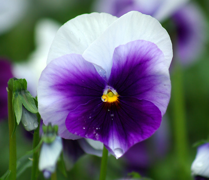 Image of Viola wittrockiana specimen.