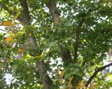 Stewartia pseudocamellia. Средняя часть кроны старого, плодоносящего растения. Германия, г. Krefeld, ботанический сад. 16.09.2012.