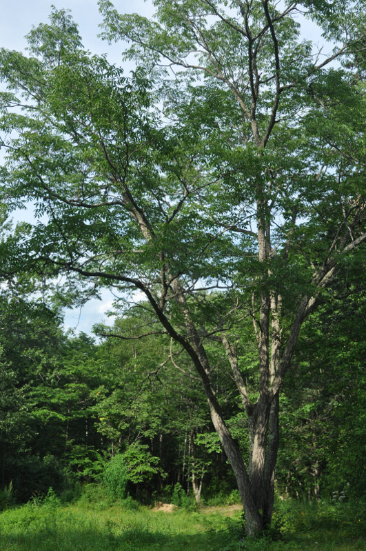 Image of Phellodendron amurense specimen.