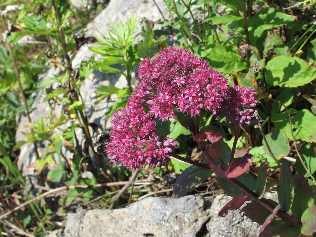 Изображение особи Hylotelephium triphyllum.