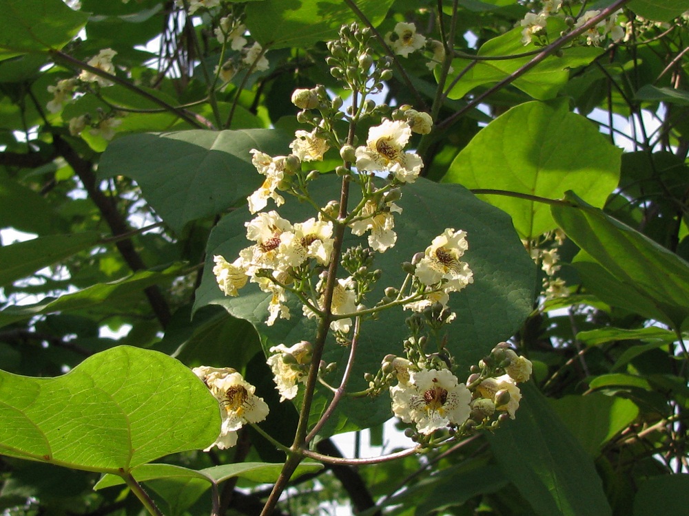 Image of Catalpa ovata specimen.