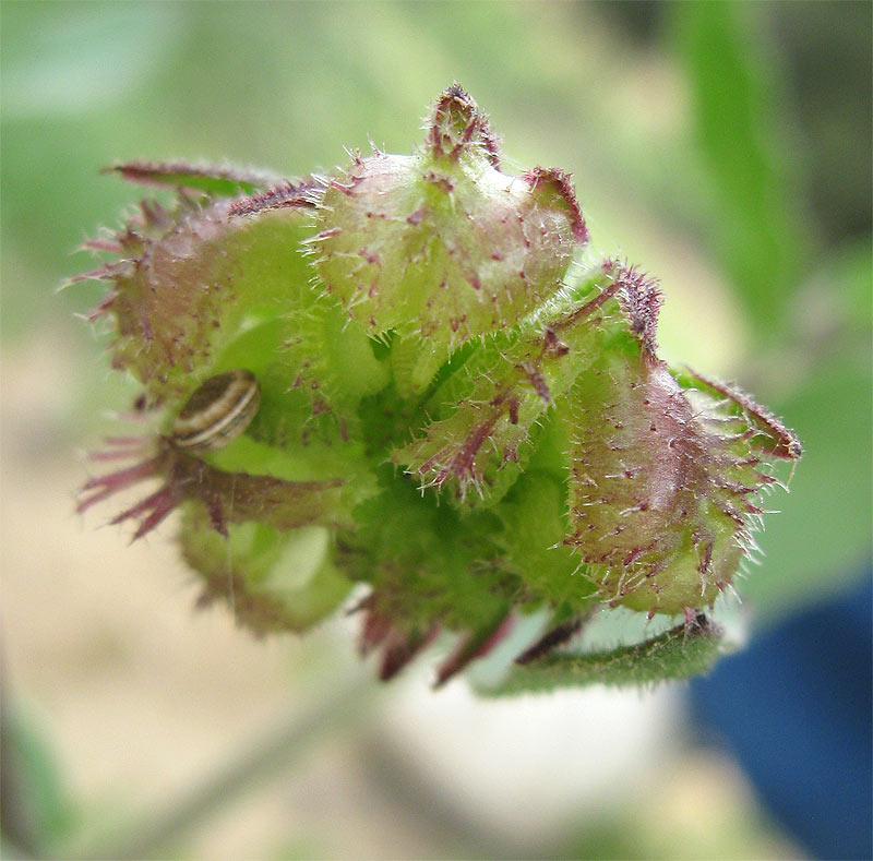 Image of genus Calendula specimen.