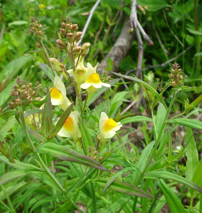 Изображение особи род Linaria.