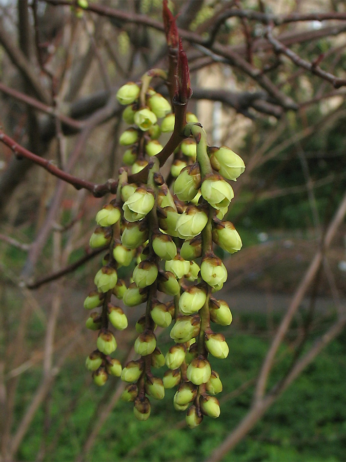 Image of Stachyurus praecox specimen.