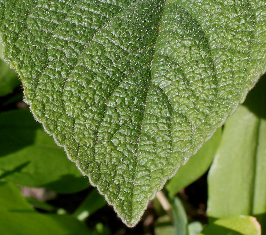 Image of Phlomis russeliana specimen.