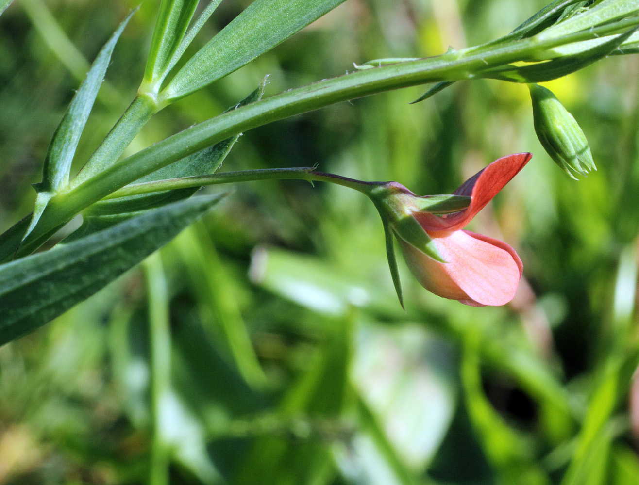 Image of Lathyrus cicera specimen.