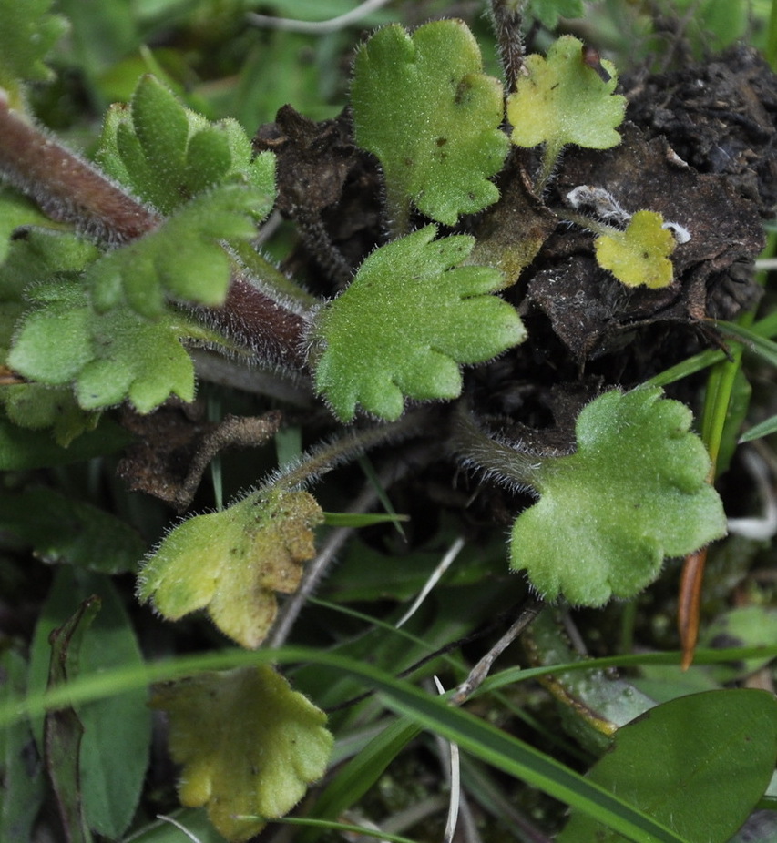 Image of Saxifraga bulbifera specimen.