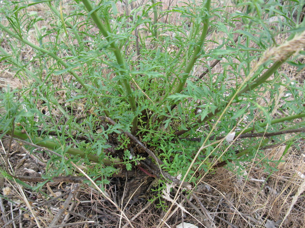 Image of Scrophularia bicolor specimen.