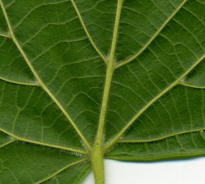 Image of Tilia cordifolia specimen.