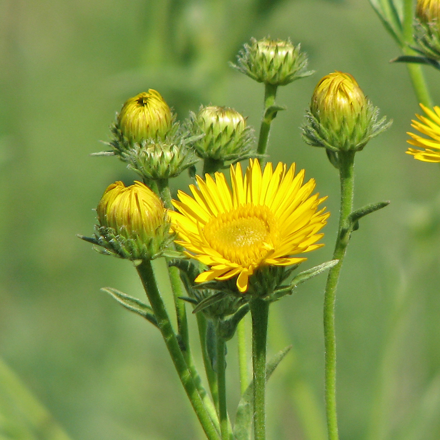 Изображение особи Inula oculus-christi.