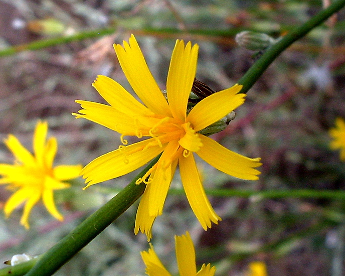 Image of genus Chondrilla specimen.