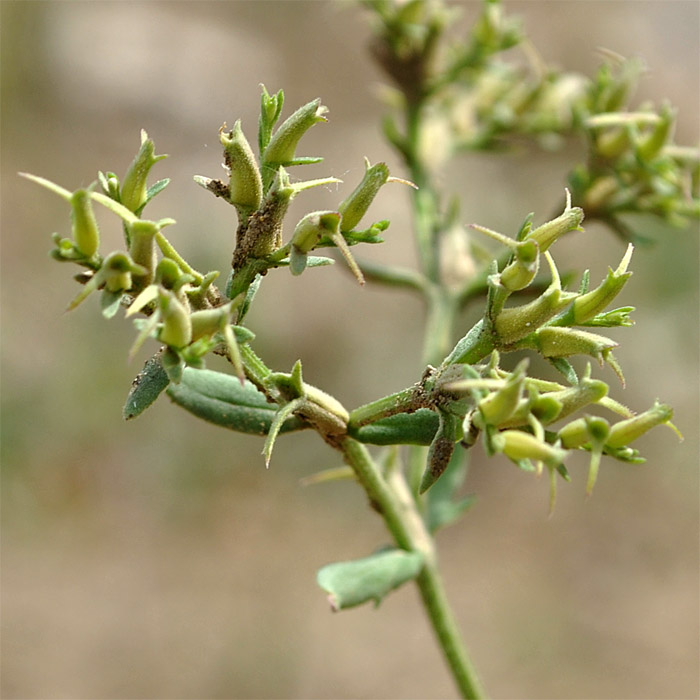 Изображение особи Valerianella sclerocarpa.