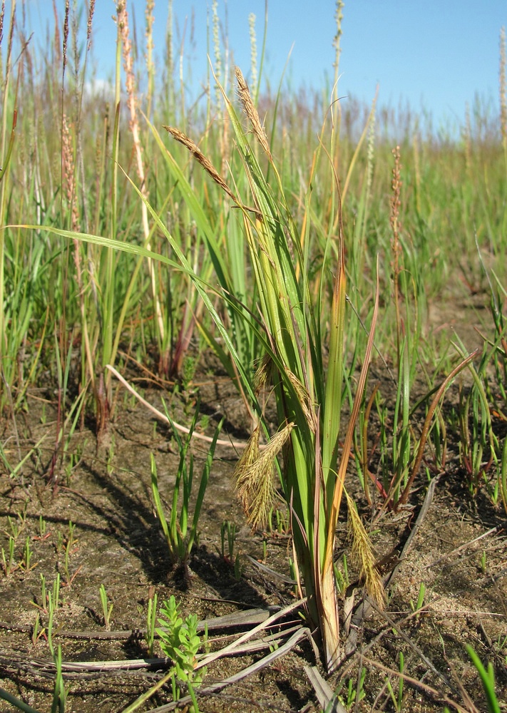 Image of Carex paleacea specimen.