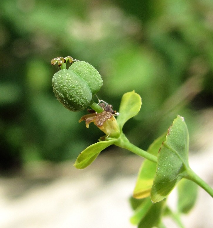 Image of Euphorbia borodinii specimen.