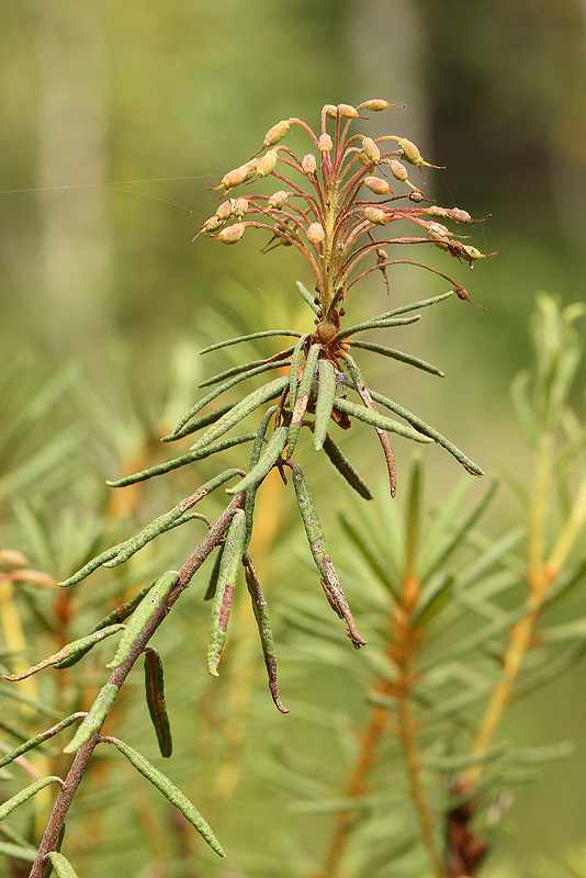 Image of Ledum palustre specimen.