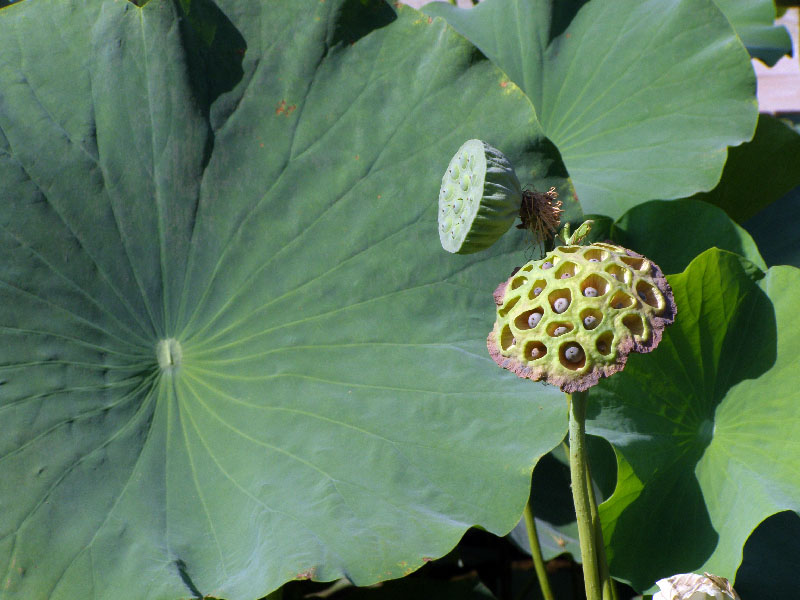 Image of Nelumbo caspica specimen.