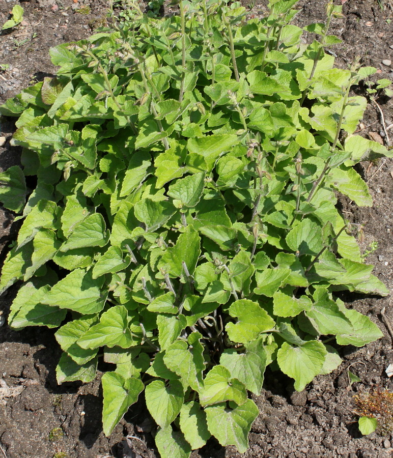 Изображение особи Campanula alliariifolia.