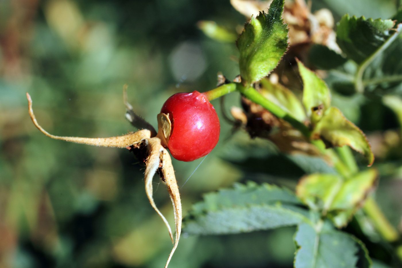 Image of Rosa beggeriana specimen.