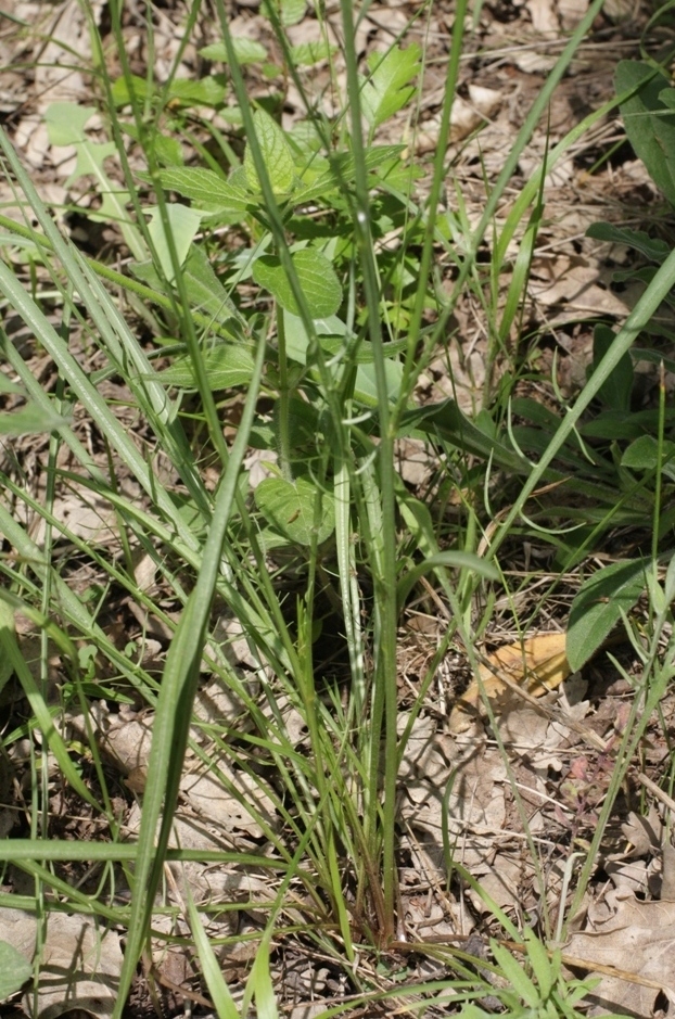 Image of Scorzonera schischkinii specimen.