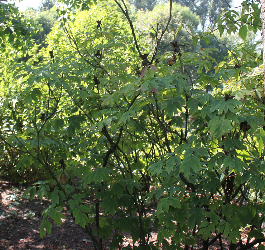 Изображение особи Paeonia rockii.