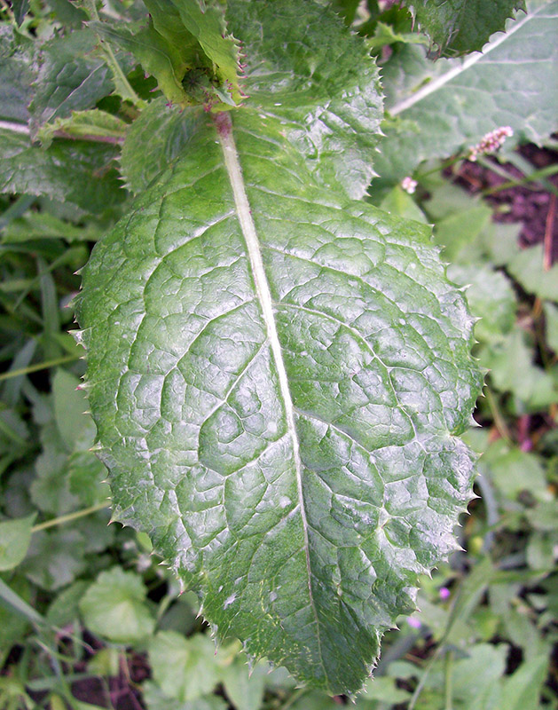 Image of Sonchus asper specimen.