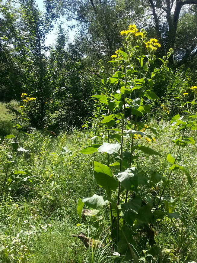 Image of Inula helenium specimen.