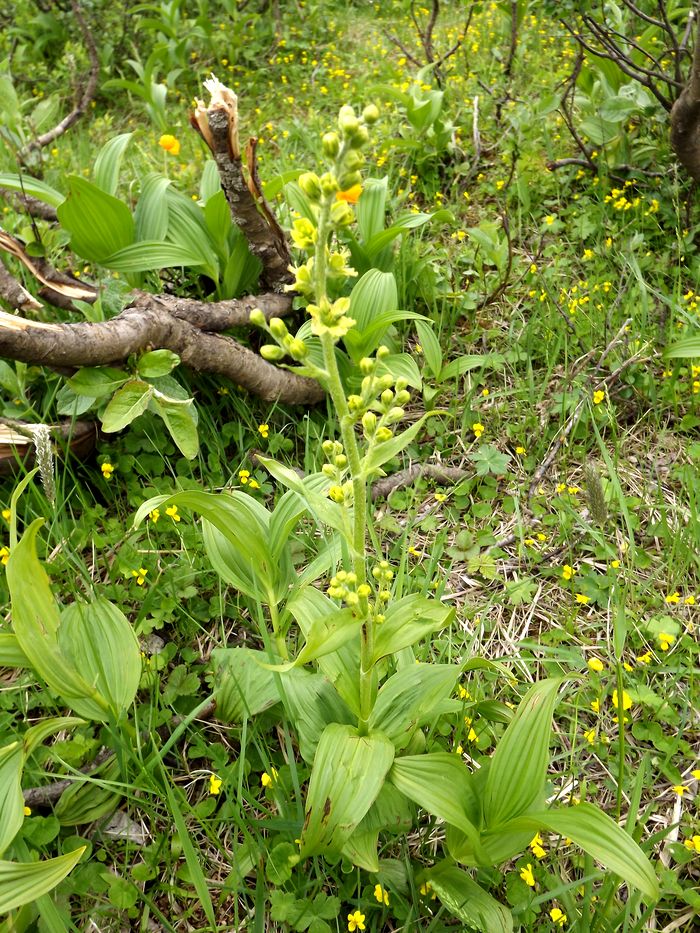 Изображение особи Veratrum misae.