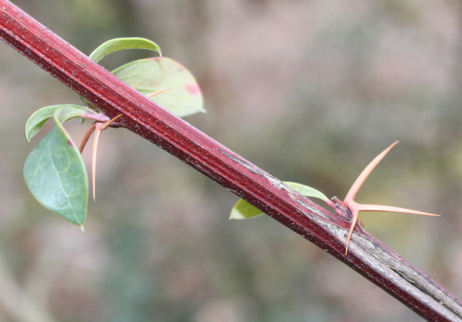 Изображение особи Berberis hakeoides.